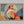 Ember Fox shown in an oak frame without a border or mount.