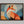 Ember Fox shown in a walnut frame without a border or mount.