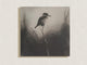 Image for Solitary Kingfisher – quadro su tela monocromatico con uccello