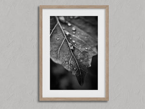 Vein and Rain shown in an oak frame with a white border or mount.