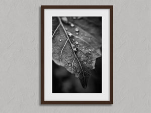 Vein and Rain shown in a walnut frame with a white border or mount.