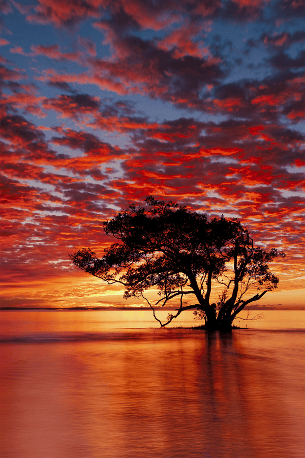 Silhouetted tree beside still water under a vivid red and orange sunset sky