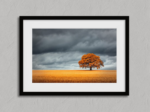 The Last Oak shown in a black frame with a white border or mount.