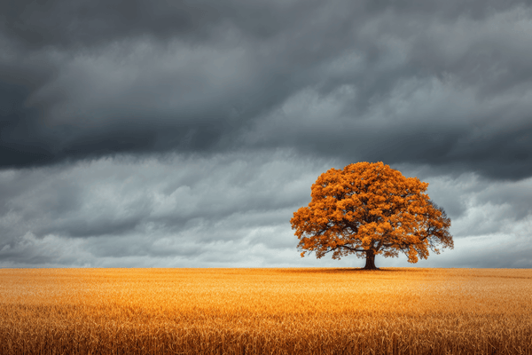 Orange-leaved oak standing in a golden field beneath dark storm clouds.