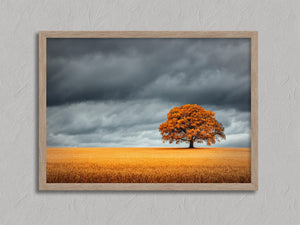 The Last Oak shown in an oak frame with a white border or mount.
