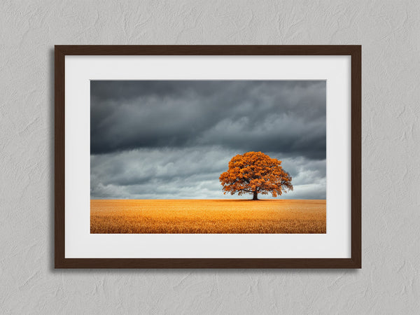 The Last Oak shown in a walnut frame without a border or mount.