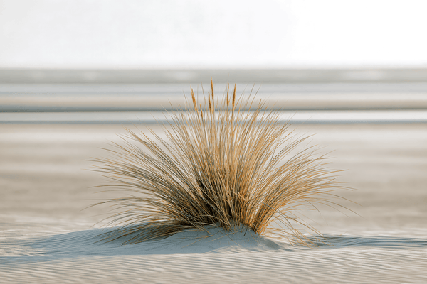 Coastal dune artwork showing a clump of golden beach grass casting shadows across pale sand.