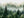 Watercolour painting of dark pine trees layered through misty green woodland